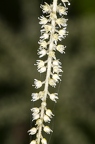 Urtica dioica 13