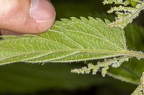 Urtica dioica 15