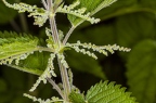 Urtica dioica 16