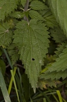 Urtica dioica 17