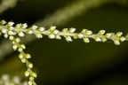 Urtica dioica 18