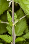Urtica dioica 19