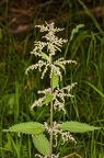Urtica dioica 22