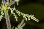 Urtica dioica 23