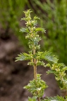 Urtica urens 1