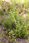 Urtica urens 2