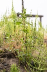 Urtica urens 3