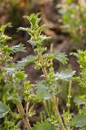 Urtica urens 4