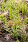 Urtica urens 5