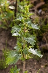 Urtica urens 6
