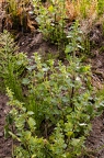 Urtica urens 7