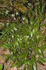 Valeriana saxatilis 01