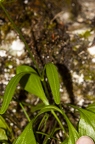 Valeriana saxatilis 02