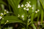 Valeriana saxatilis 03