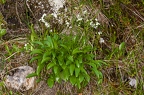 Valeriana saxatilis 04