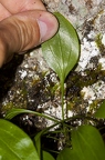 Valeriana saxatilis 05