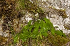 Valeriana saxatilis 06