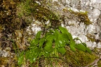 Valeriana saxatilis 07