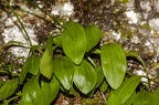 Valeriana saxatilis 08
