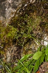 Valeriana saxatilis 09