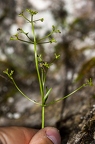 Valeriana saxatilis 10