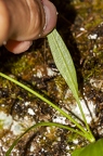 Valeriana saxatilis 11