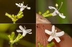 Valeriana saxatilis 02