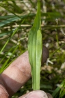 Scorzonera humilis 1