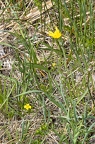 Scorzonera humilis 2