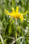 Scorzonera humilis 4