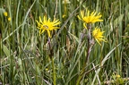 Scorzonera humilis 5