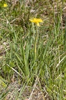 Scorzonera humilis 6