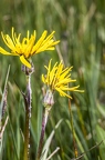 Scorzonera humilis 7