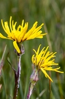 Scorzonera humilis 8
