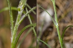 Scorzonera purpuraea 01