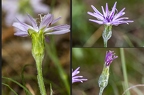 Scorzonera purpuraea 02