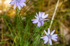 Scorzonera purpuraea 04