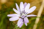 Scorzonera purpuraea 05