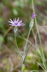 Scorzonera purpuraea 08