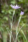 Scorzonera purpuraea 10