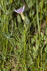 Scorzonera purpuraea 12