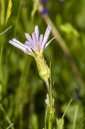 Scorzonera purpuraea 13