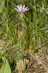 Scorzonera purpuraea 14