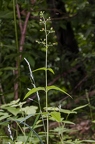 Scrophularia nodosa 1