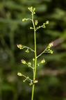 Scrophularia nodosa 3