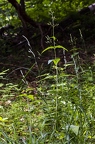 Scrophularia nodosa 4