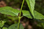 Scrophularia nodosa 5