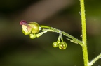 Scrophularia nodosa 6