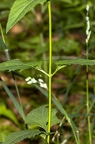 Scrophularia nodosa 7