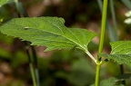 Scrophularia nodosa 8